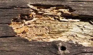 A close-up shows planks in a home’s foundation that need wood rot repair.