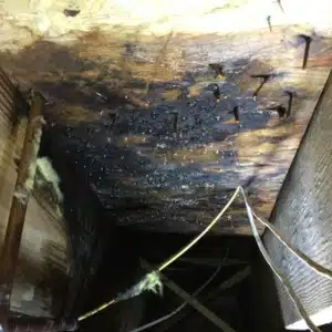 A damp crawl space ceiling with visible mold growth that can cause asthma or allergy symptoms in Alexandria, VA.