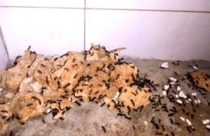 Insects and pests thriving on basement floor, showing increased insect and pest activity as sign of damp basement in Harpers Ferry, WV