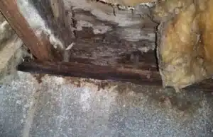 A wet crawl space joist with damage insulation, stain, and mold growth, a sign of wet crawl space insulation in Berkeley, WV
