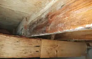 A crawl space joist with efflorescence and mold growth due to moisture, indicating signs of rotted wood in Harpers Ferry, WV.