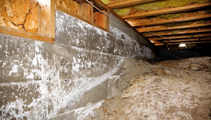 Mold in Crawl Space