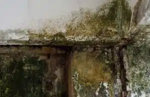 Mold in a basement ceiling, showing the presence of mold or mildew growth as a clear sign of a damp basement in Linden, VA