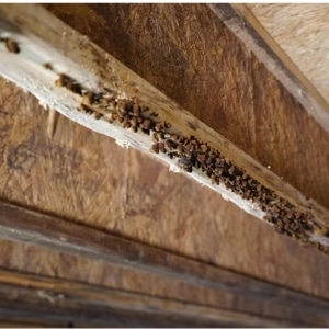 Pests thriving in wooden crawl space, with pest damage identified as the cause of sagging floors in Stephens City, VA