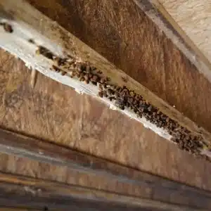 A significant pest infestation in crawl space wooden structures, signifying causes of uneven floors in Flint Hill, VA.