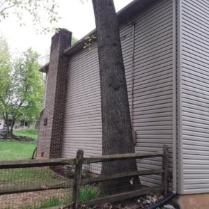 A large tree near the house foundation, with tree roots identified as the cause of a sinking foundation in Gainesville, VA.