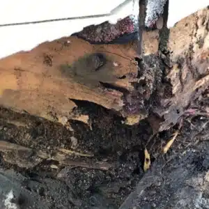 An edge of wood showing visible rot and decomposition, with wood rot identified as the cause of sagging floors in Brambleton, VA