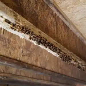 A pest infestation in crawl space wooden structures, signifying wood rot that can cause a musty odor in Martinsburg, WV.