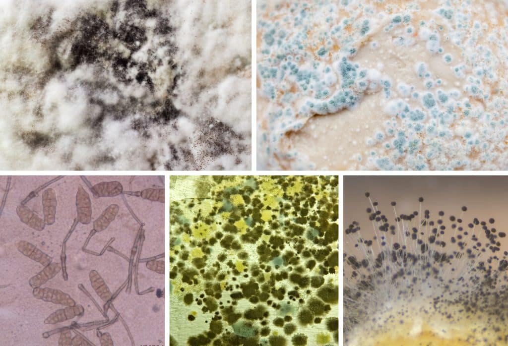 Diagram showing different types of mold in crawl space.