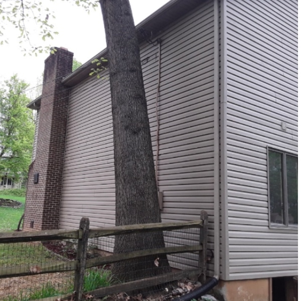 A large tree near the house with roots pressing on the foundation, causing an uneven basement slab in Stephens City, VA.