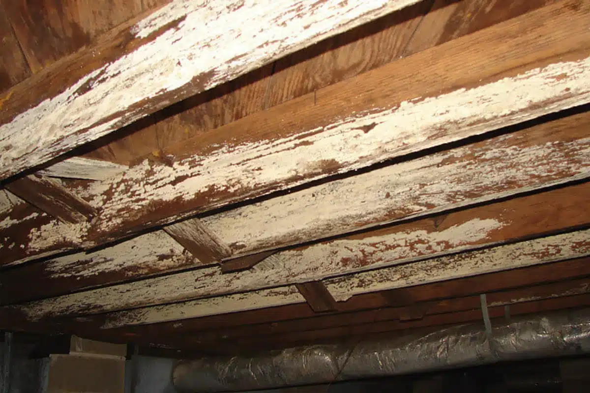 A damp, moldy, rotted crawlspace beam from excessive moisture caused an improper crawl space support system in Stephens City, VA.