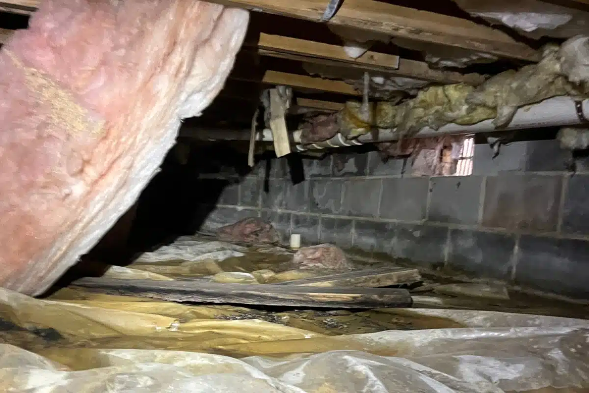 Neglected crawl space with moisture, signs of mold, and poor insulation in Berryville, VA, due to inadequate maintenance.