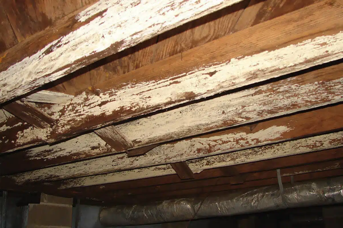 Wooden beams with visible mold growth from poor air quality due to unsealed dirt crawl space in Marshall, VA.