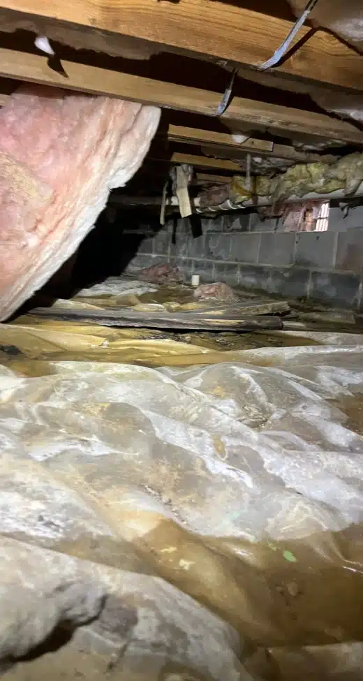 Damp crawl space with damaged insulation showing signs of mustiness, often linked to crawl space issues in Charles Town, WV.