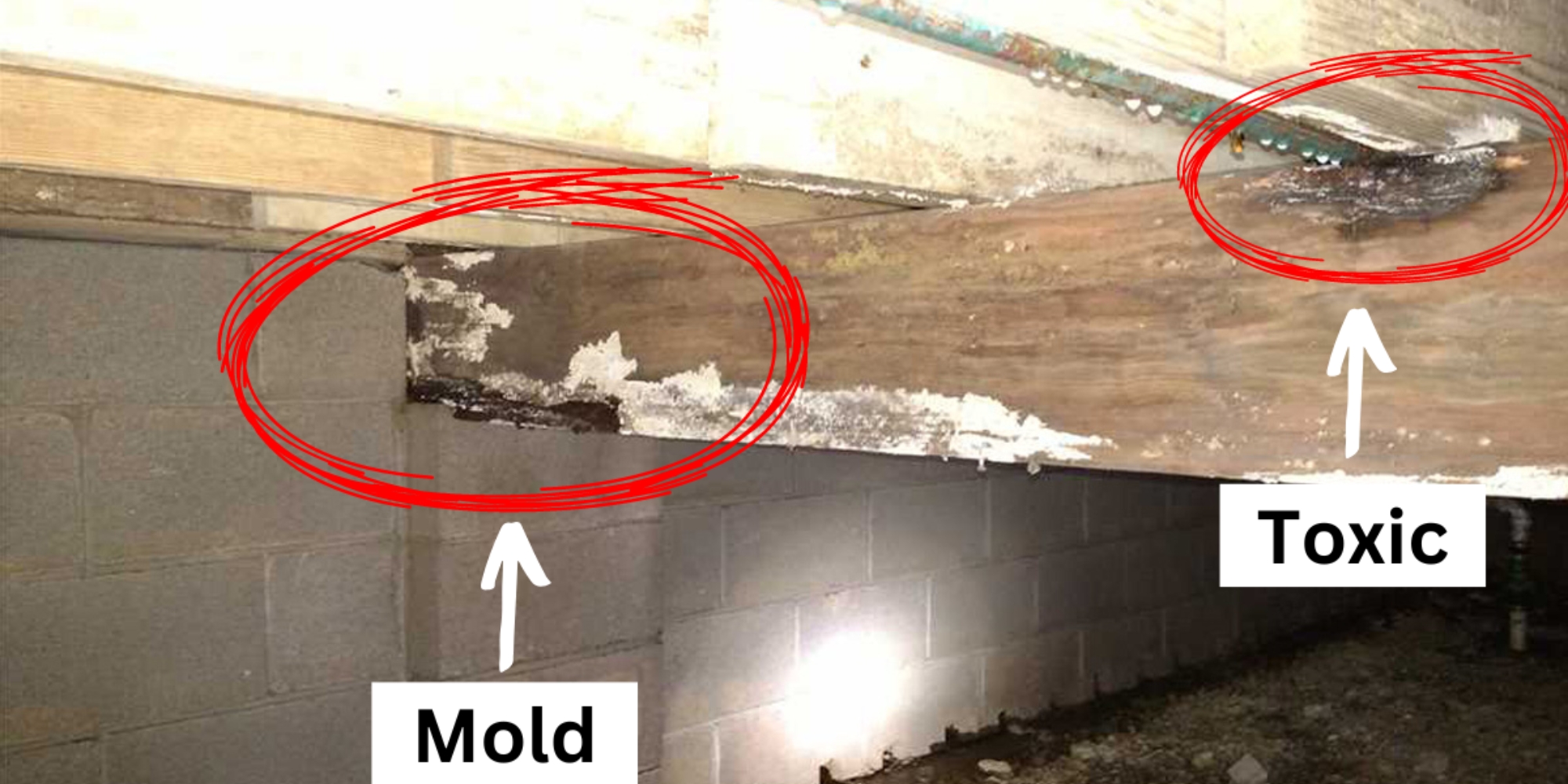 A toxic mold growth on crawl space beams, needing professional crawl space mold removal services in Ashburn, VA.