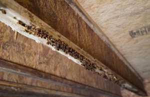Pest infestation on crawl space wood, signs of moisture under the house in Ashburn, VA.