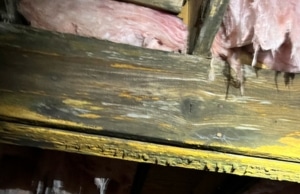 Darkened and discolored wood showing early signs of moisture damage and basement wood rotting in Charles Town, WV.
