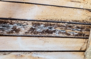 Fungi and mold growing on basement wood due to high humidity, a sign of basement wood rotting in Linden, VA.