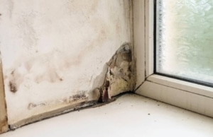 Mold and mildew growth behind peeling paint in Fairfax, VA, a sign of moisture trapped inside basement walls.