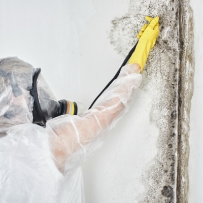Expert removing mold in basement wall for mold remediation to address moisture behind peeling paint in Stephens City, VA.