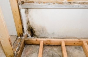Basement wall with mold growth emitting a musty odor, a sign of basement wood rotting in Clear Brook, VA.