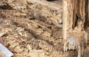 Soft, spongy basement wood joist indicating basement wood rotting in Bristow, VA, from long-term moisture exposure.
