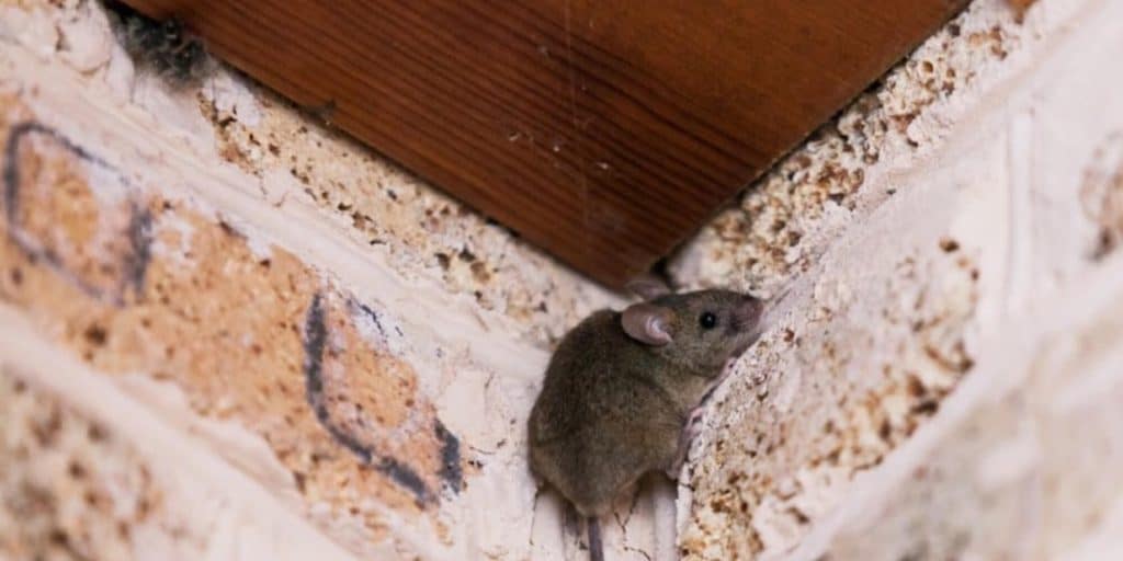 Mice in crawl space under a house showing rodent activity beneath the floor that needs crawl space repair in Winchester, VA.