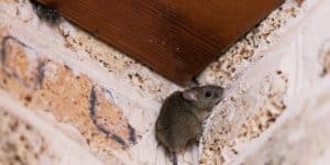 Mice in crawl space under a house showing rodent activity beneath the floor that needs crawl space repair in Winchester, VA.