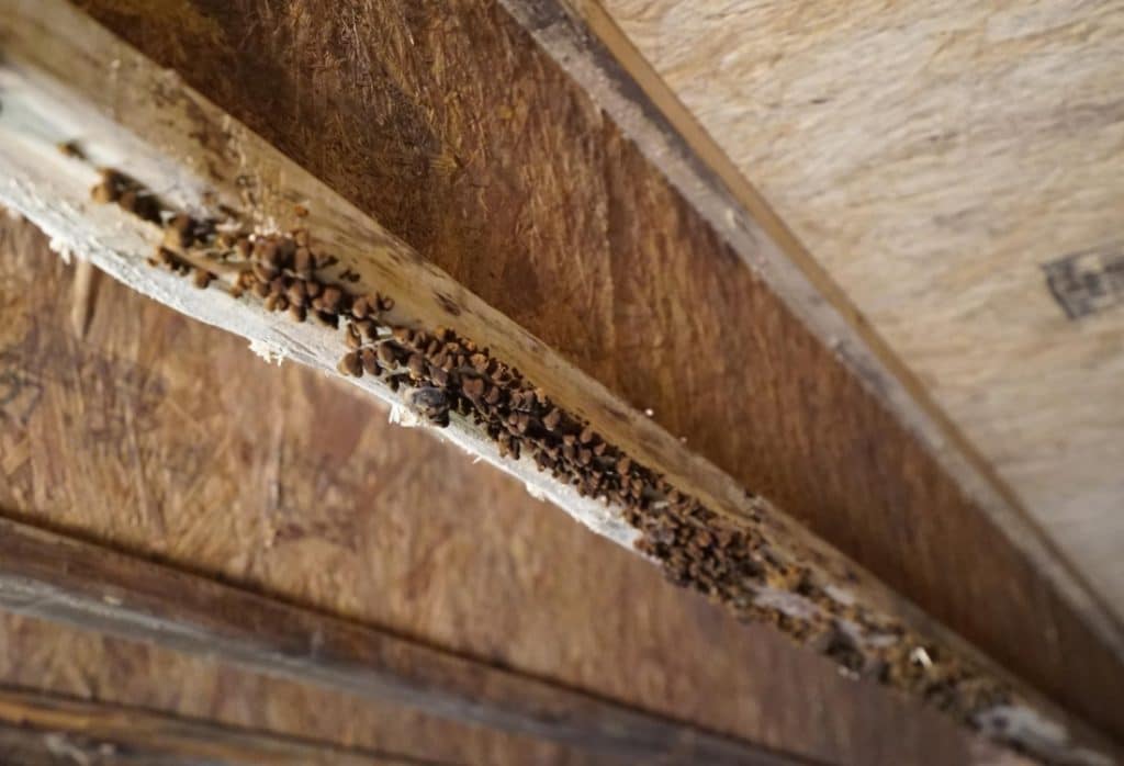Floor joist showing visible termite frass and wood-boring insect damage, causing a cracked floor joist in Winchester, VA.