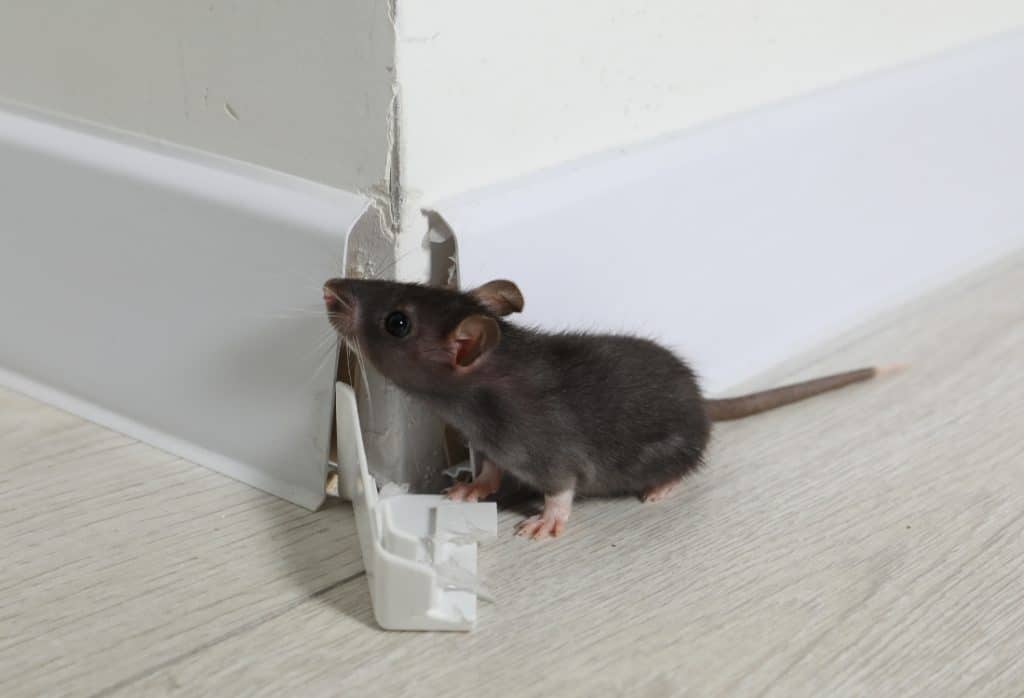 A mouse squeezing into a basement baseboard, a pest activity noted during a basement inspection checklist in Berryville, VA.