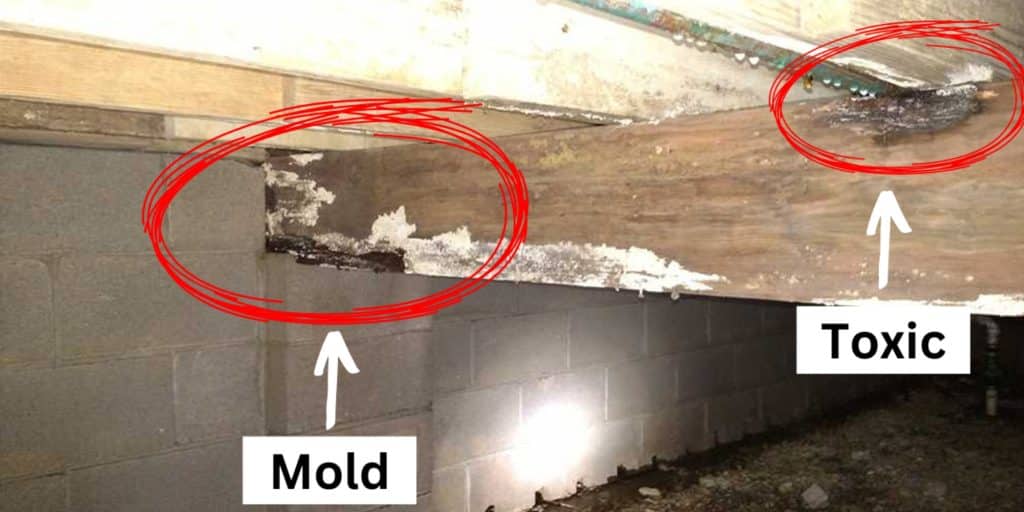 Mold and toxic black mold growth on crawl space rim joists caused by moisture in a Northern Virginia home