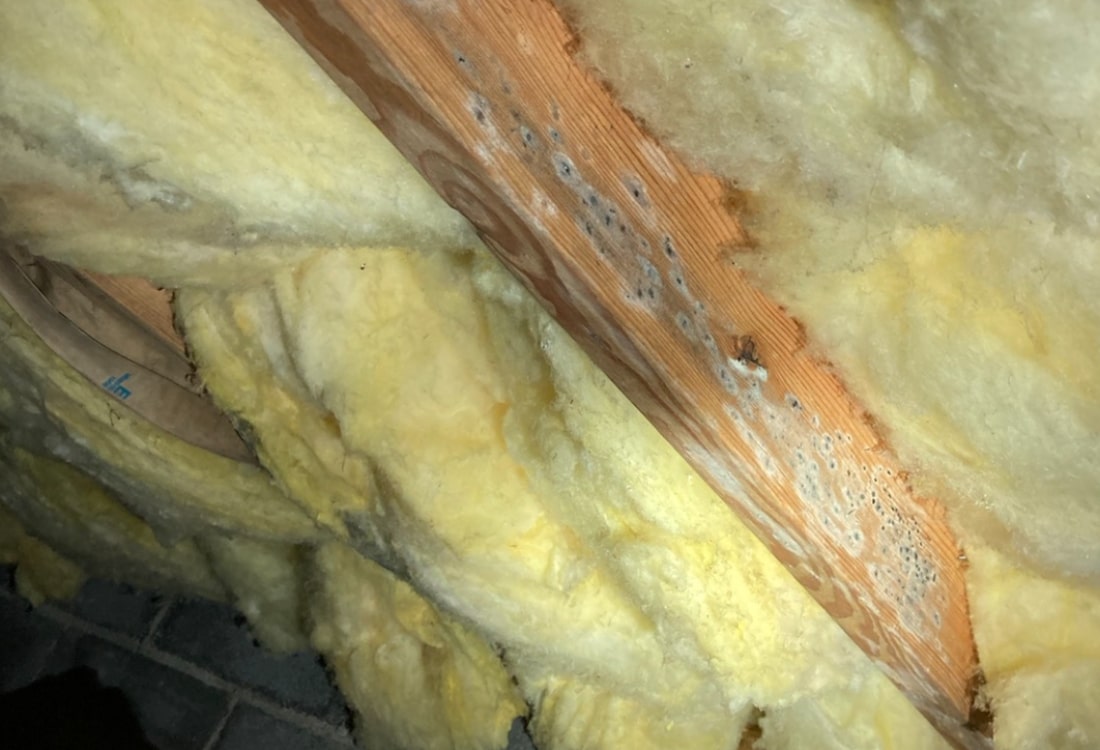 White and black mold growing on a wood floor joist surrounded by deteriorated fiberglass insulation in Winchester, VA, crawl space.