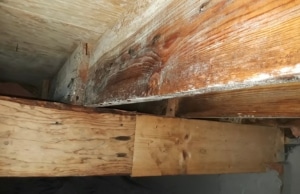 White fuzzy mold growth on crawl space wood joists and structural beams, a sign of mold in crawl space in Front Royal, VA.