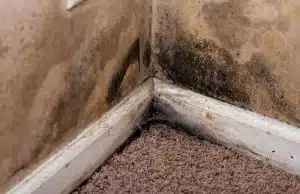 Black green and brown fuzzy mold patches spreading across basement wall and baseboard, signs of basement mold in Alexandria, VA.