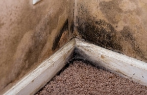 Black mold and mildew growth spreading in the wall corner from moisture intrusion, a sign of musty smell in basement in Fairfax, VA.