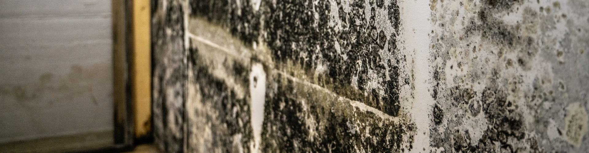 Heavy black mold colony growing on concrete block basement wall showing what mold in basement looks like in Northern, VA.