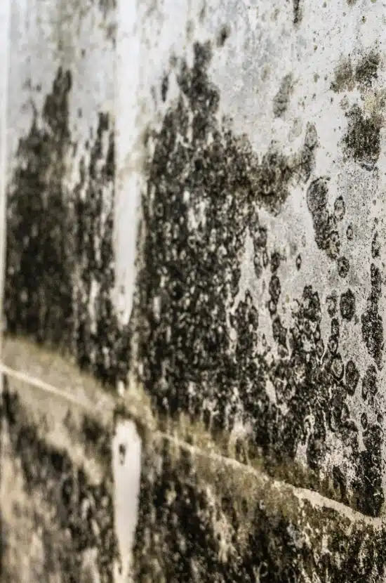 Close-up of black fuzzy mold patches on basement block wall showing condition of mold in a basement in Winchester, VA.