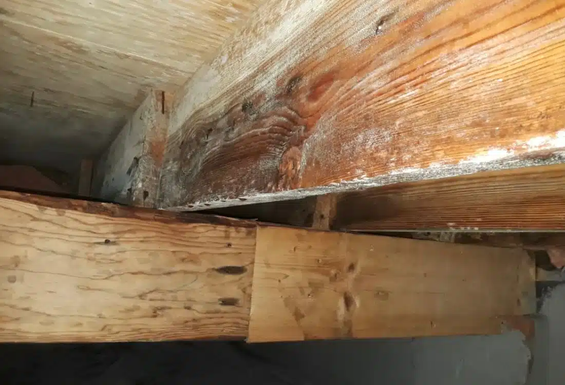 White mold growth covering a wood rim joist in a crawl space causing the musty earthy bad crawl space odor in Fairfax, VA.