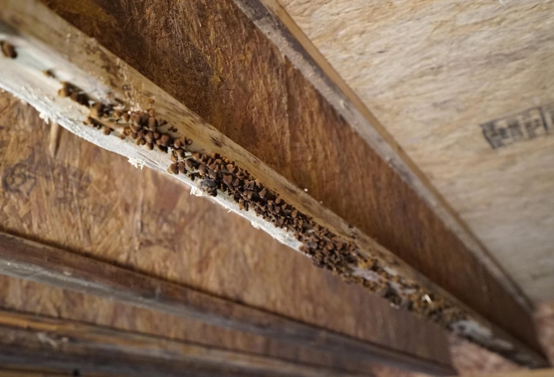 Dense rodent packed along a crawl space floor joist showing active pest infestation causes bad crawl space odor in Berryville, VA.