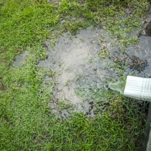 Standing water pooling in yard near foundation from poor downspout discharge causing cracks in basement wall in White Post, VA.