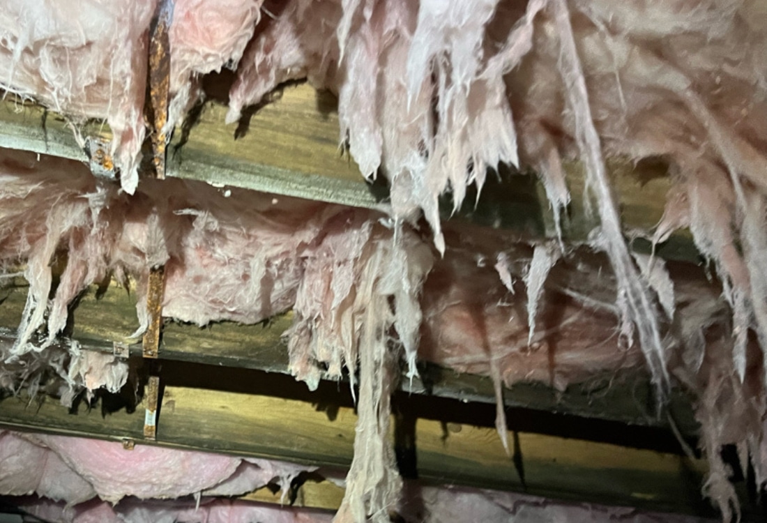 Shredded and wet pink fiberglass insulation hanging from crawl space floor joists causing crawl space odor in Front Royal, VA.