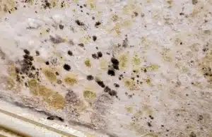 White and gray powdery mildew growth with dark black spots spreading in wall, showing signs of basement mold in Fairfax, VA.