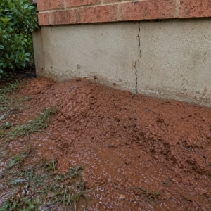 Swollen wet clay soil pressing against a cracked foundation wall, a cause of uneven settlement in Fairfax, VA.