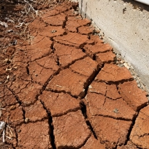 Dense expansive clay soil cracking near a foundation wall causing basement floor movement in Alexandria, VA.