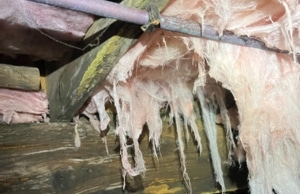 Sagging and moisture-damaged insulation hanging from floor joists, a sign of crawl space condensation in Gainesville, VA.