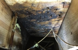 Black mold growth on crawl space floor joists releasing spores above, sign of indoor allergy or asthma problem in Harpers Ferry, WV.