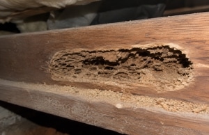 Crawl space floor joist showing termite damage consuming wood inside out, , sign of crawl space pests problem in Alexandria, VA.