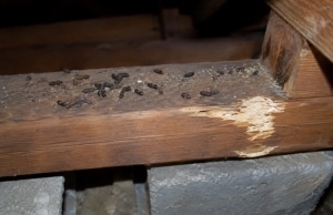 Rodent droppings and gnaw marks on crawl space floor joists confirming active crawl space pests problem in Berryville, VA.