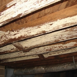 Severely rotted floor joist showing advanced wood decay that attracts termites and other crawl space pests in Front Royal, VA.