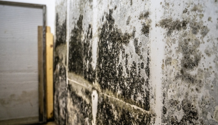Black mold spreading across a basement wall in Northern VA, often linked to excess moisture and signs of a moisture problem.